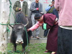 Yak_formazioneDonna