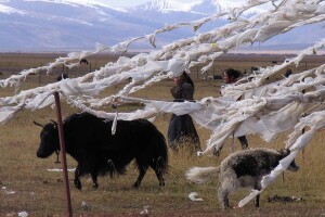 Ercun_Tibet_Yak