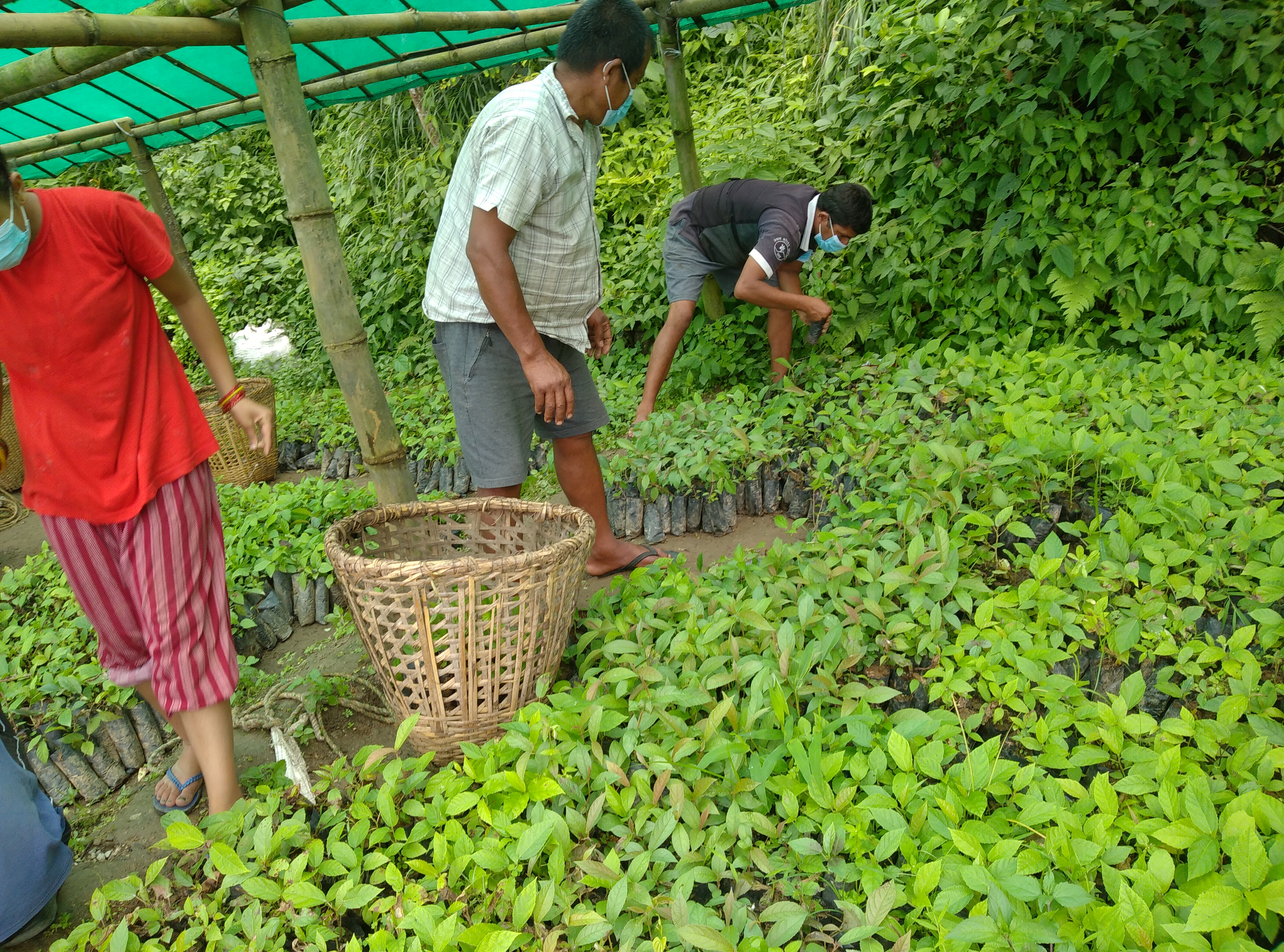 Nimaro distribution from shade house_Bimire URM-4_Aug2021